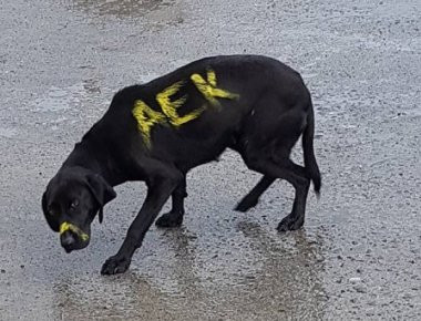 Βρήκε ένα ζεστό σπιτικό ο σκύλος που τον είχαν βάψει στα χρώματα της ΑΕΚ